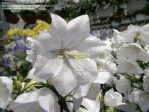 pot bellflower takion white